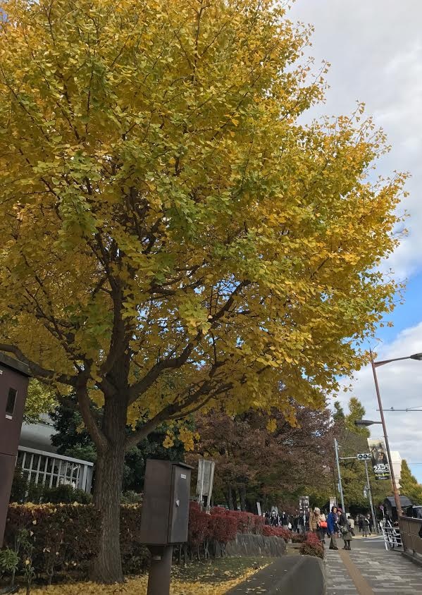 上野公園は紅葉真っ盛り 上野だより あんみつ みはし 上野公園は紅葉真っ盛り 上野だより あんみつ みはし